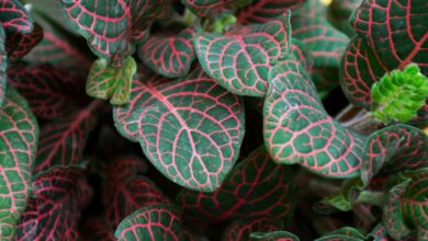 begonia mallacoota