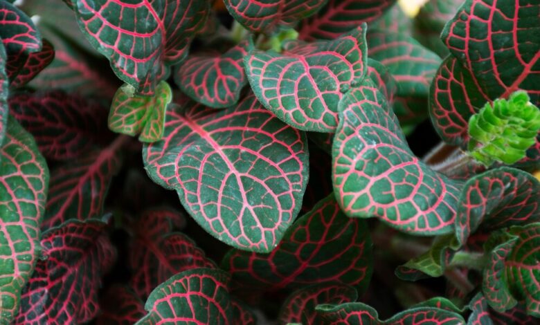 begonia mallacoota